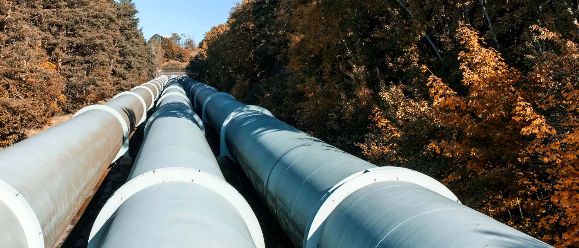 Three large above-ground pipelines on saddles running straight into autumn woodland under a clear sky
